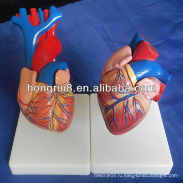 ISO New Style Life Size Heart Anatomy Model, натуральный размер сердце